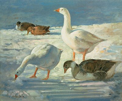 Geese and Mallards by Timothy Easton